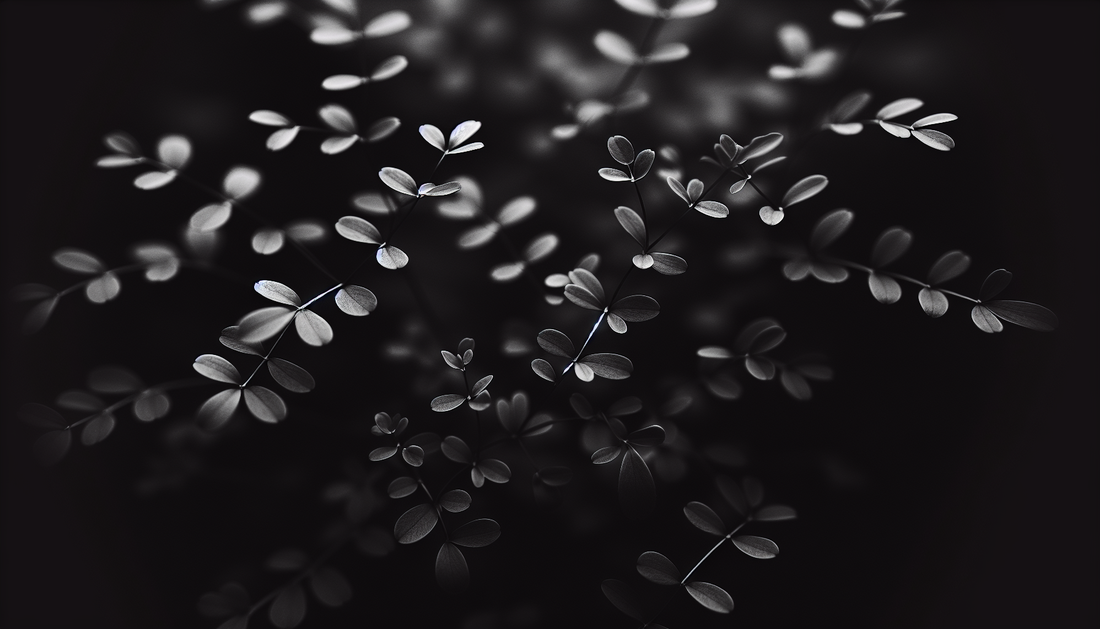 プチグレンの香りの効果——ストレス・不眠・自律神経への作用